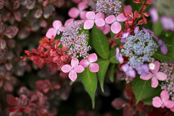 赤とピンクの紫陽花