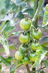 Young cherry tomatoes on farm