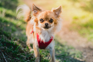 Chihuahua I