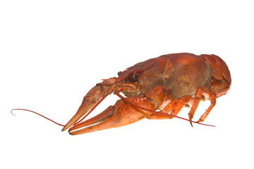 crayfish isolated on white background