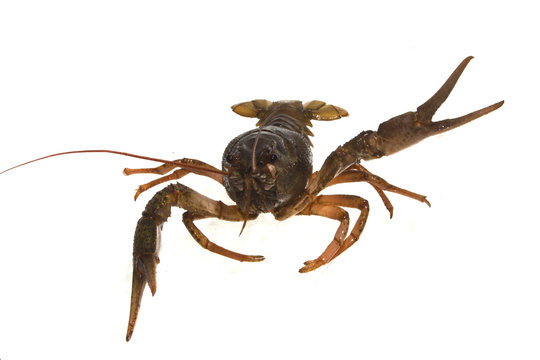 crayfish isolated on white background