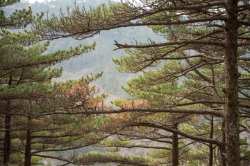 Yellow Mountain or Huangshan mountain Cloud Sea Scenery in Black and White tone, East China`s Anhui Province.