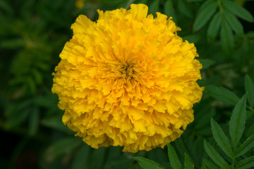 Beautiful of Marigold flowers