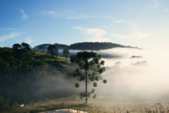 A Araucaria 