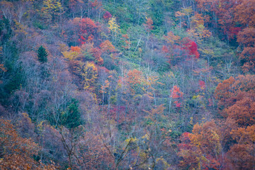 Colourful Japan Autumn Foliage landscape on at Noboribetsu , Hokkaido in autumn, Japan