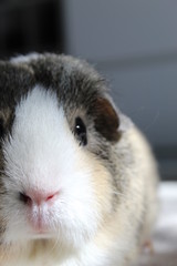 Guinea Pig