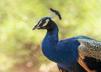 Fototapeta premium Colourful head of peacock bird, close up.