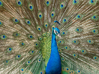 Obraz premium Colorful peacock bird with spreading its feathers out.
