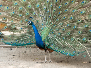 Obraz premium Colorful peacock bird with spreading its feathers out.