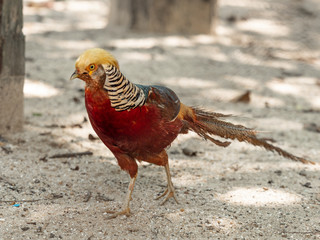 Colorful Pheasant on the ground.