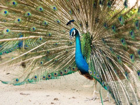 Colorful peacock bird with spreading its feathers out.