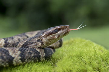 Venomous Cottonmouth / Water Moccasin (Agkistrodon piscivorus) with Forked Tongue