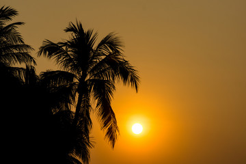 silhouette of coconut trees with morning sunset on space of cloudless sky