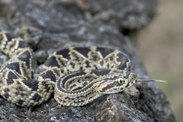 Juvenile Neotropical Rattlesnake (Crotalus simus) with Forked Tongue