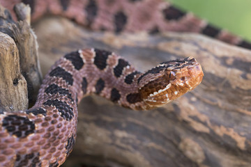 Red (Carolina) Pygmy Rattlesnake