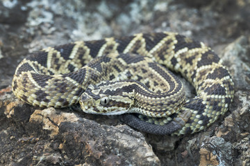 Juvenile Neotropical Rattlesnake (Crotalus simus) with 'button' rattle