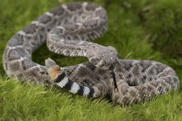 Juvenile Western Diamondback Rattlesnake with Forked Tongue