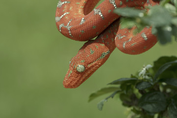 Baby Emerald Tree Boa - Juvenile Red Phase