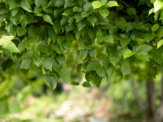 Fototapeta na wymiar leaves background