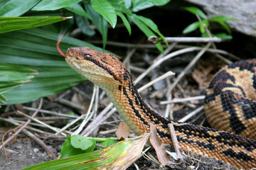 Venomous South American Bushmaster Snake (Lachesis muta)