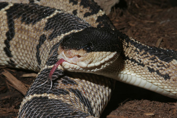 Venomous Black-headed Bushmaster Snake (Lachesis melanocephala)