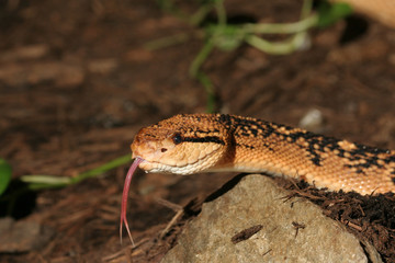 Venomous South American Bushmaster Snake (Lachesis muta)