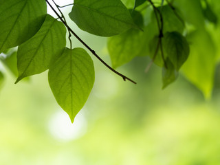 Fototapeta na wymiar leaves background