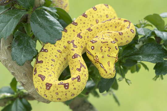 Green Tree Python (Juvenile Yellow Phase) Hunting in Rainforest Tree 