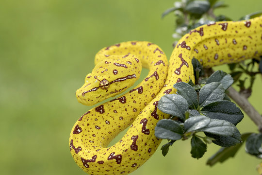 Green Tree Python (Juvenile Yellow Phase) Hunting in Rainforest Tree 