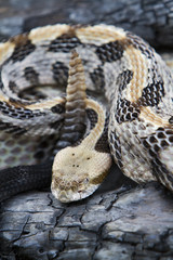 Venomous Timber (Canebrake) Rattlesnake With Rattle Up
