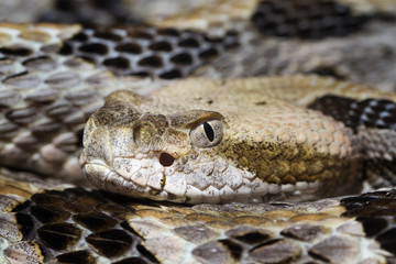 Venomous Timber (Canebrake) Rattlesnake 