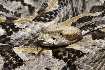 Venomous Timber (Canebrake) Rattlesnake with Forked Tongue
