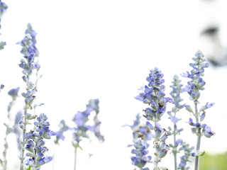 Fototapeta na wymiar Violet flower