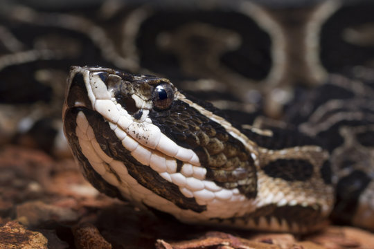 Deadly Urutu Snake (Bothrops, alternatus)