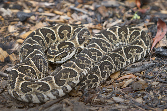Deadly Urutu Snake (Bothrops, alternatus)