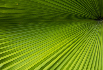 palm leaf texture