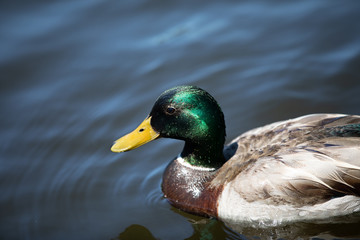 floating drake mallard