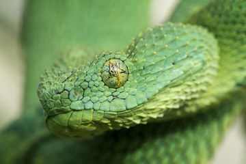 Venomous African Bush Viper (Atheris chlorechis)