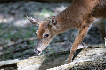 whitetail deer