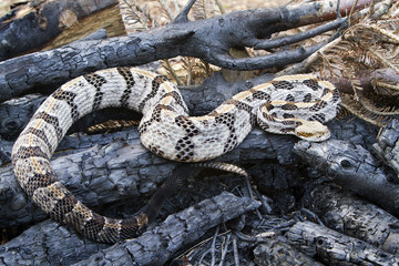 Venomous Timber (Canebrake) Rattlesnake 