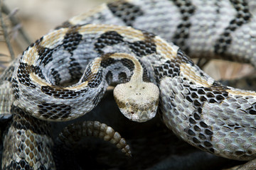 Fototapeta premium Venomous Timber (Canebrake) Rattlesnake 