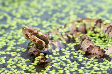 Venomous Cottonmouth / Water Moccasin (Agkistrodon piscivorus)
