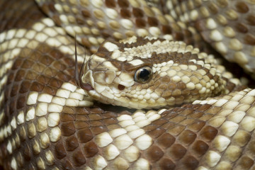 Venomous Neotropical Rattlesnake (South American Rattlesnake) with Forked Tongue