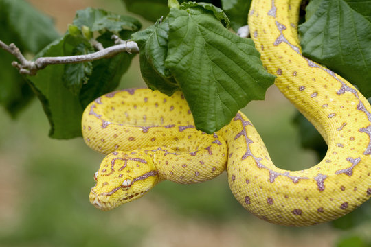 Green Tree Python (Juvenile Yellow Phase) Hunting in Rainforest Tree 