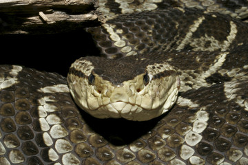 Venomous Fer-De-Lance Snake (Bothrops asper)