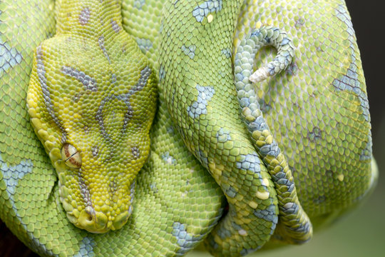 Green Tree Python (Juvenile Yellow Phase) Transitioning To Green