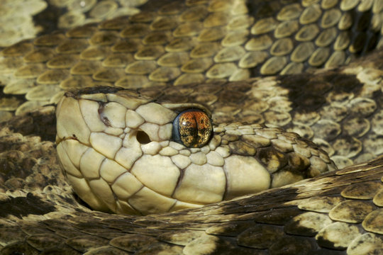 Venomous Fer-De-Lance Snake (Bothrops asper)