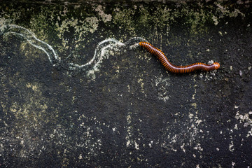 The one millipede and it's footprint walking on space of the grunge and damp wall that has many mosses  ( Diplopoda )