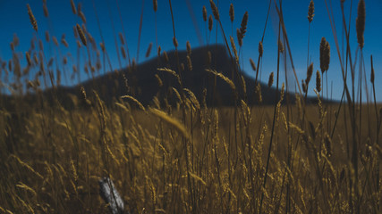 Mountain Wheat