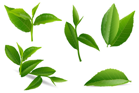 vector illustration set of a collage of green tea leaves.